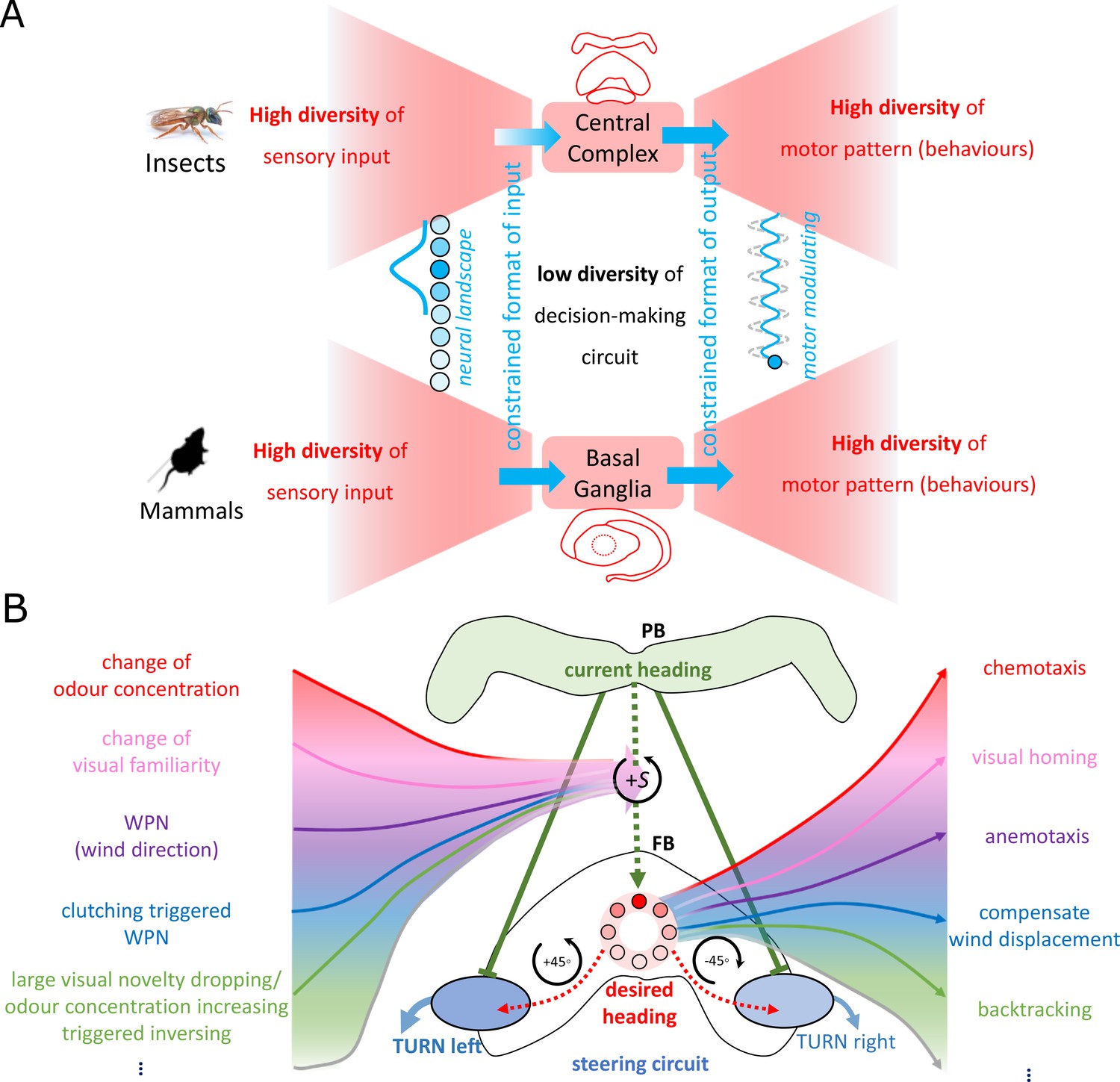 Desert Imaginary Insect outlets Entomology Framework