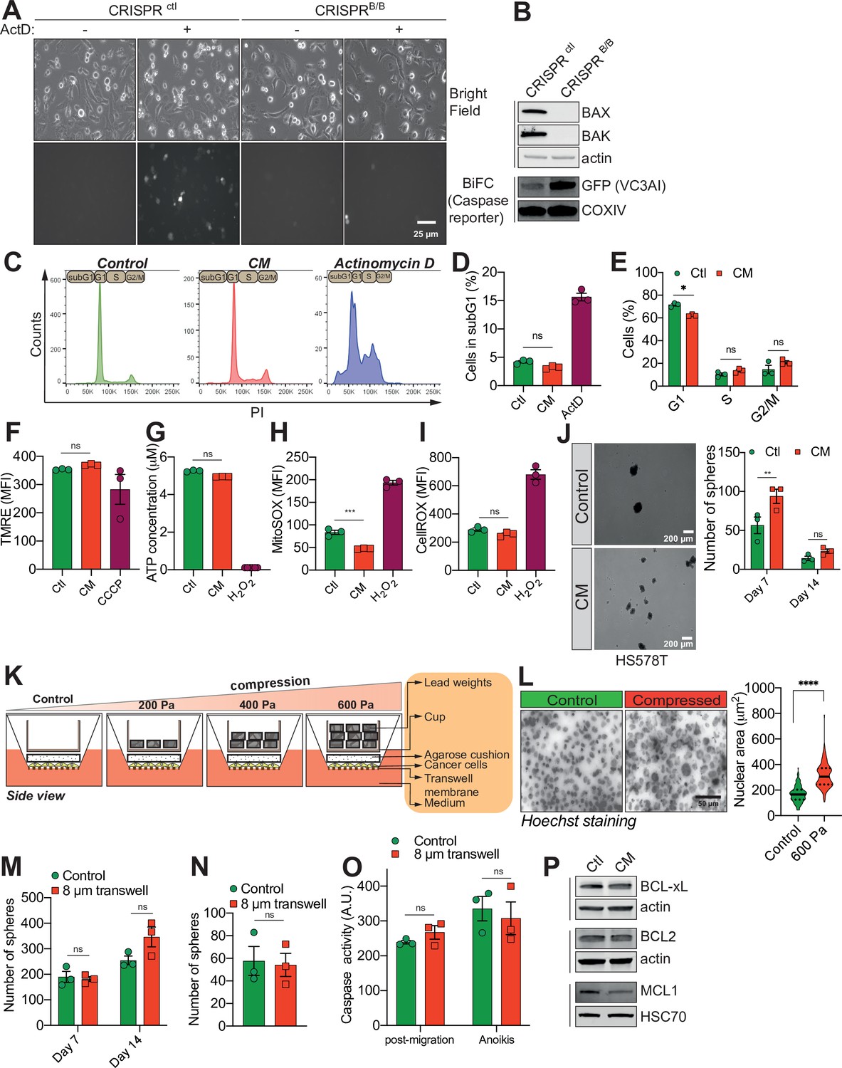 Figures And Data In Confined Migration Promotes Cancer Metastasis