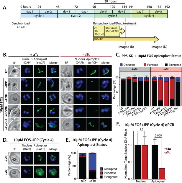 Critical Role For Isoprenoids In Apicoplast Biogenesis By Malaria ...