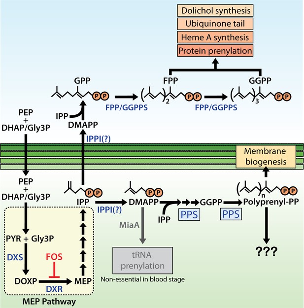 Critical Role For Isoprenoids In Apicoplast Biogenesis By Malaria Parasites Elife 2203