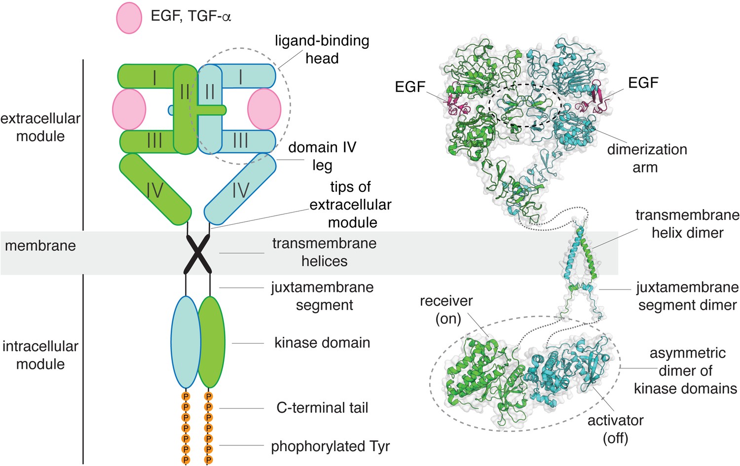 Figures And Data In A Molecular Mechanism For The Generation Of Ligand