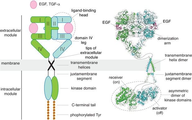 A molecular mechanism for the generation of ligand-dependent ...