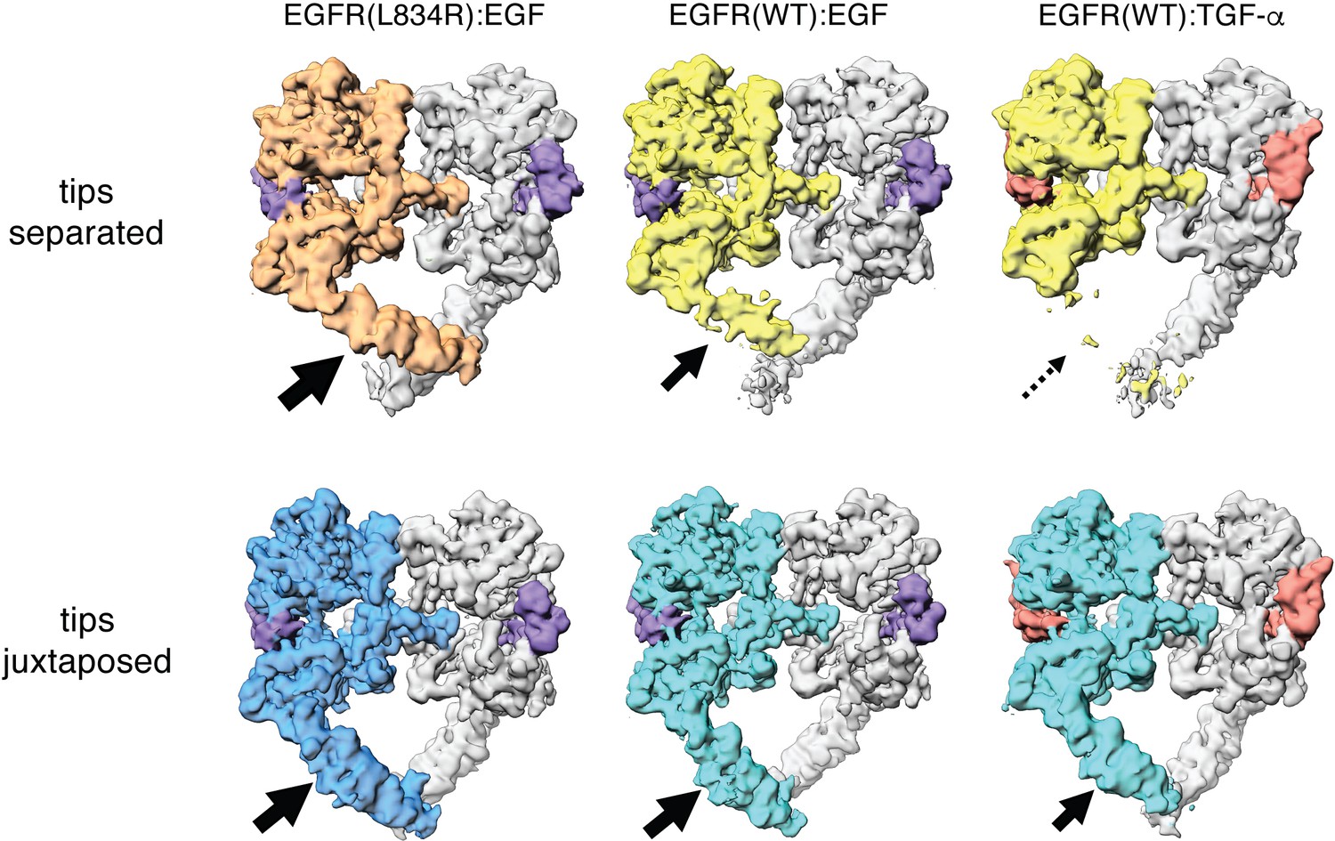 A Molecular Mechanism For The Generation Of Ligand Dependent