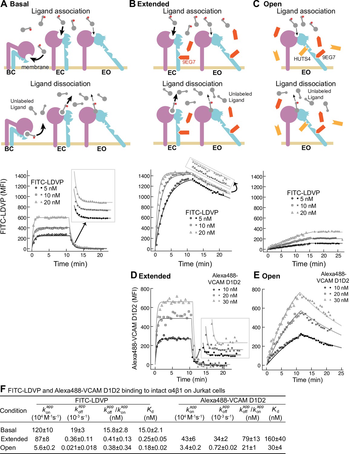 Low Affinity Integrin States Have Faster Ligand Binding Kinetics Than