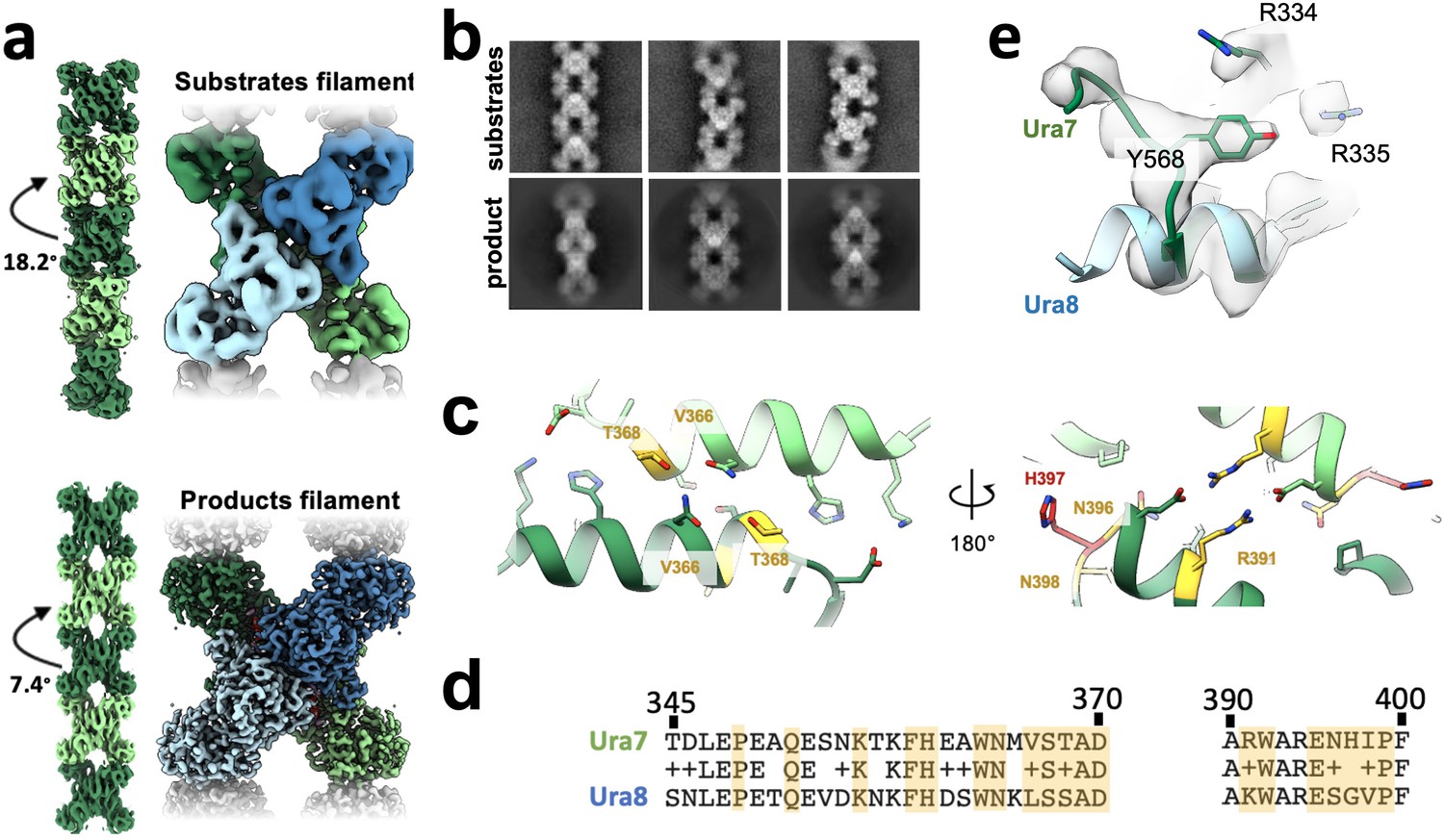 Figures and data in Cryo-EM structures of CTP synthase filaments reveal ...