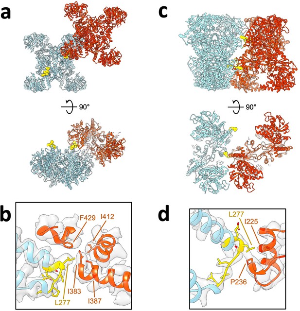 Figures and data in Cryo-EM structures of CTP synthase filaments reveal ...