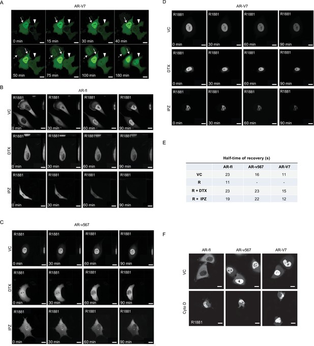 AR-V7 exhibits non-canonical mechanisms of nuclear import and