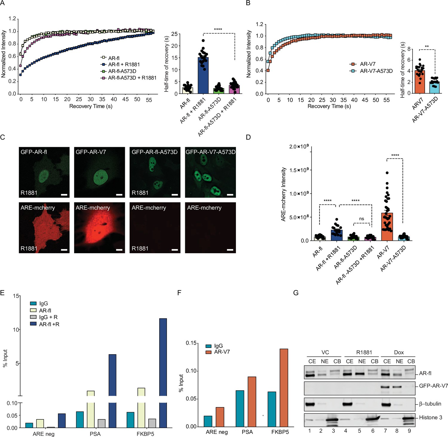 AR-V7 exhibits non-canonical mechanisms of nuclear import and chromatin ...