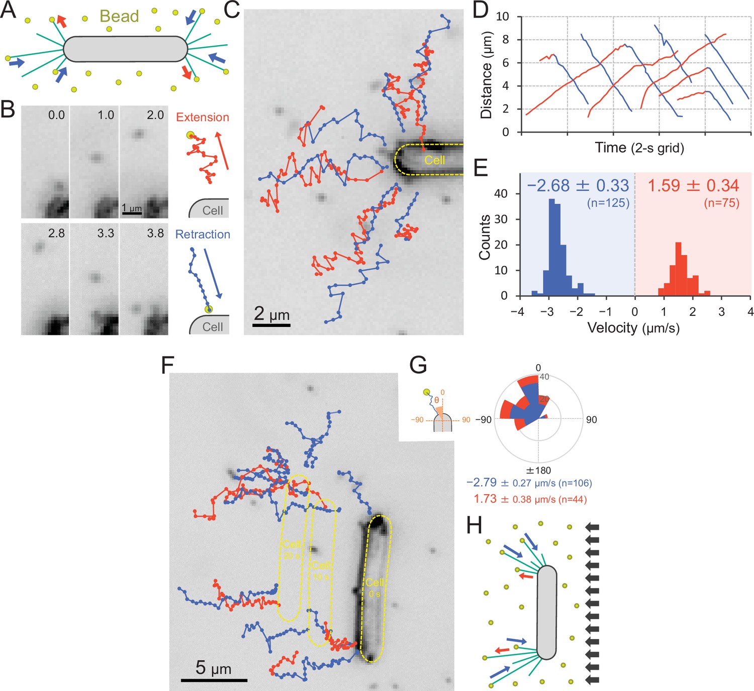 Equipment Paralyze Shah Thermosynechococcus switches the direction of phototaxis by a c-di-GMP-dependent  process with high spatial resolution | eLife