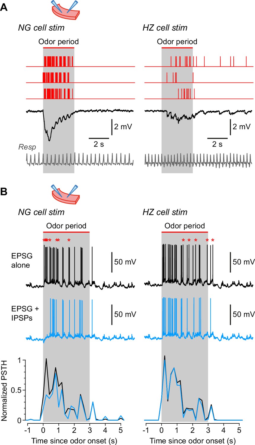 Fast And Slow Feedforward Inhibitory Circuits For Cortical Odor