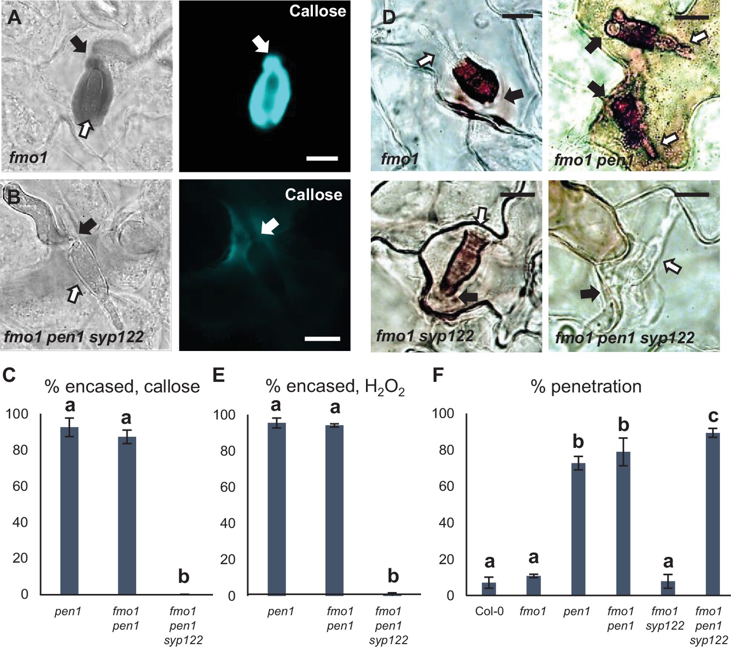 Figures and data in Plant SYP12 syntaxins mediate an