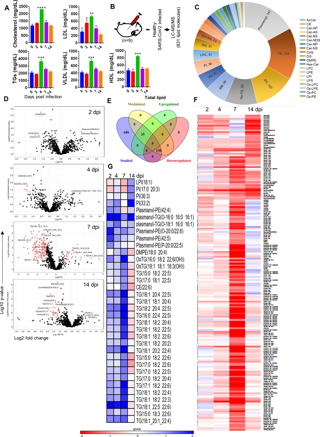 Frontiers  Syrian hamster as an ideal animal model for evaluation of  cancer immunotherapy