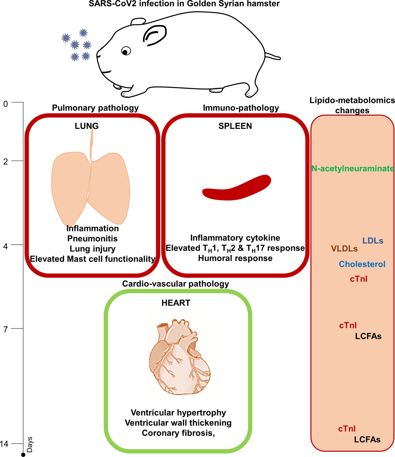 Frontiers  Syrian hamster as an ideal animal model for evaluation of  cancer immunotherapy