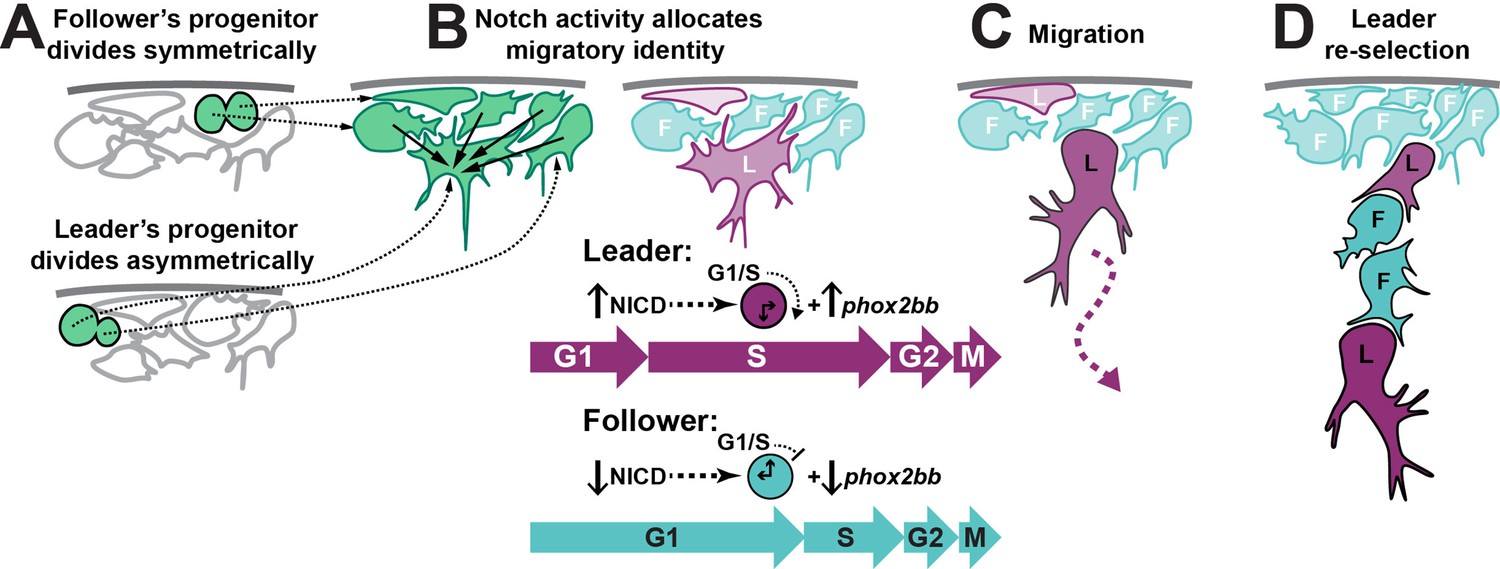 Notch controls the cell cycle to define leader versus follower ...