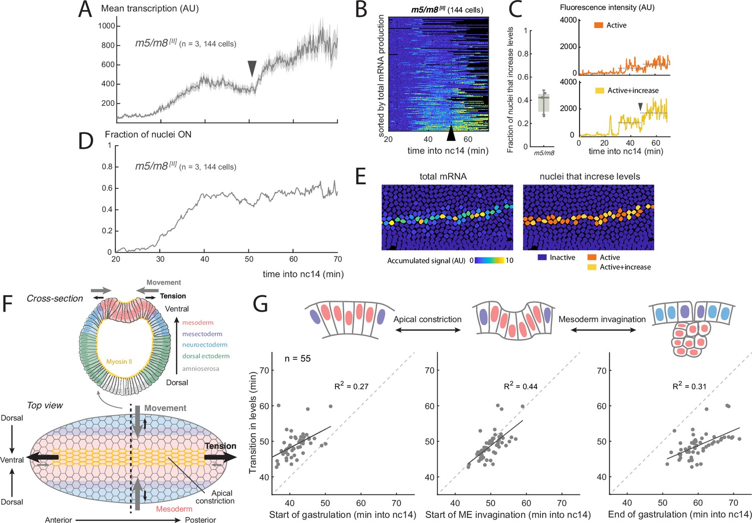 Notch-dependent and -independent transcription are modulated by tissue ...