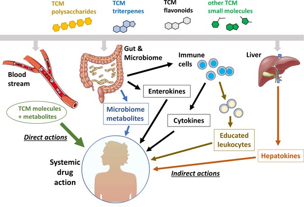 Immunomodulatory drug discovery from herbal medicines: Insights from ...