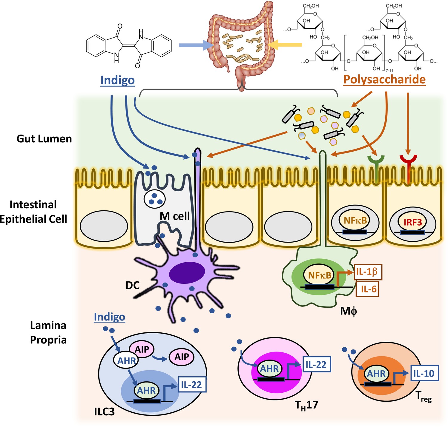 Immunomodulatory Drug Discovery From Herbal Medicines: Insights From ...