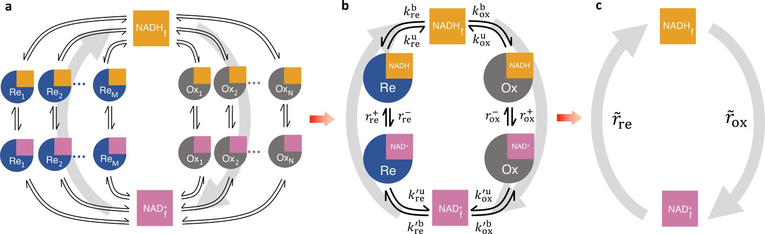 Figures And Data In A Coarse Grained Nadh Redox Model Enables Inference