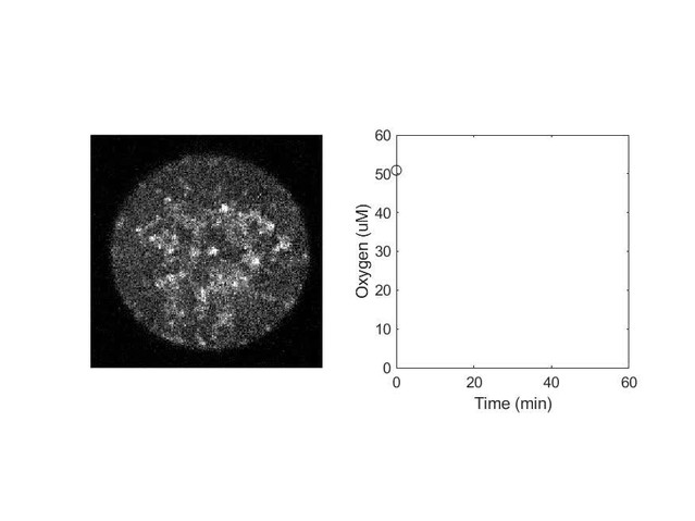 Figures And Data In A Coarse Grained Nadh Redox Model Enables Inference