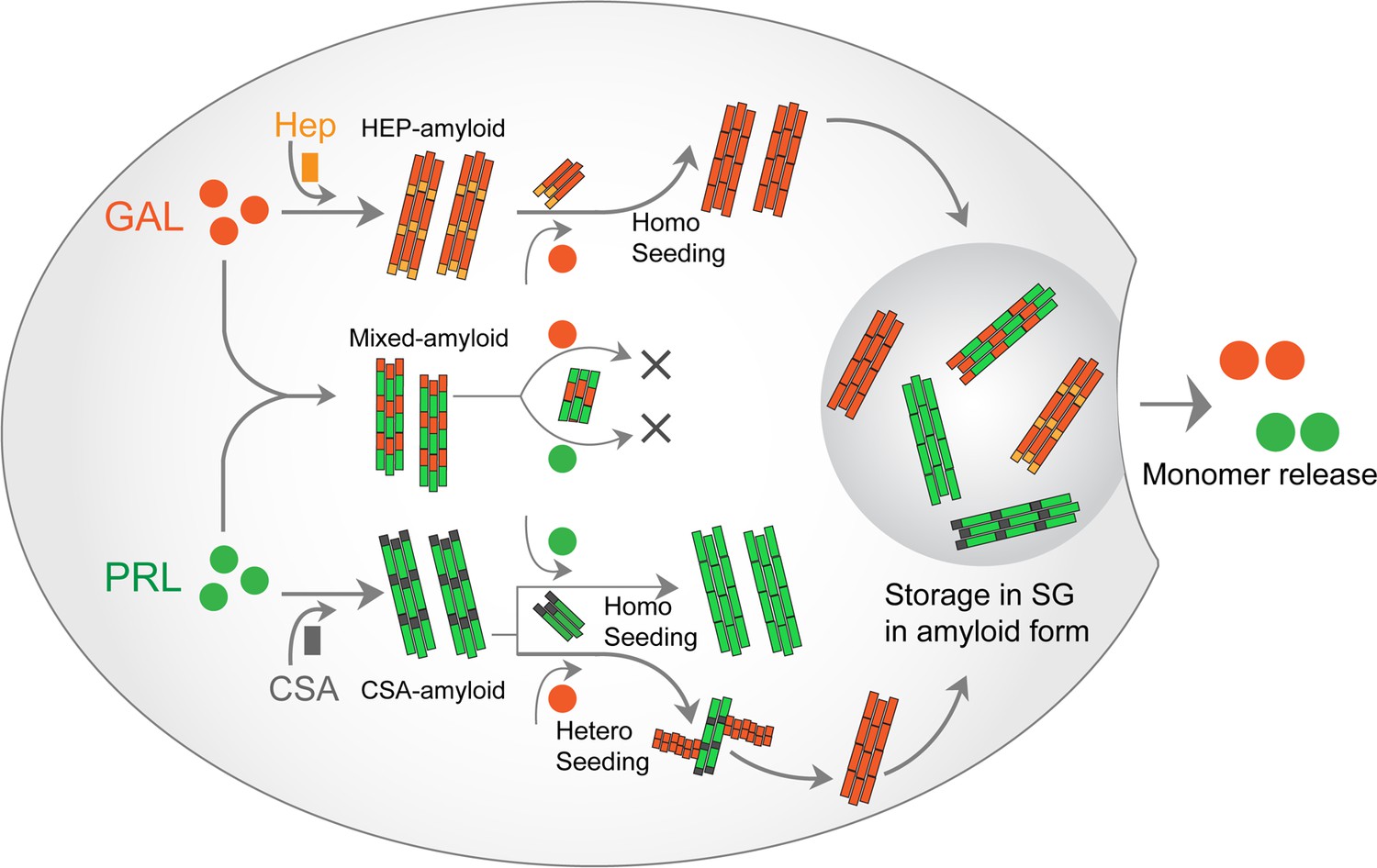 Co-aggregation And Secondary Nucleation In The Life Cycle Of Human ...