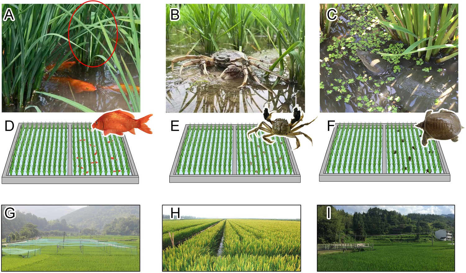 Using aquatic animals as partners to increase yield and maintain soil  nitrogen in the paddy ecosystems | eLife