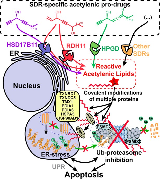 SDR enzymes oxidize specific lipidic alkynylcarbinols into cytotoxic ...