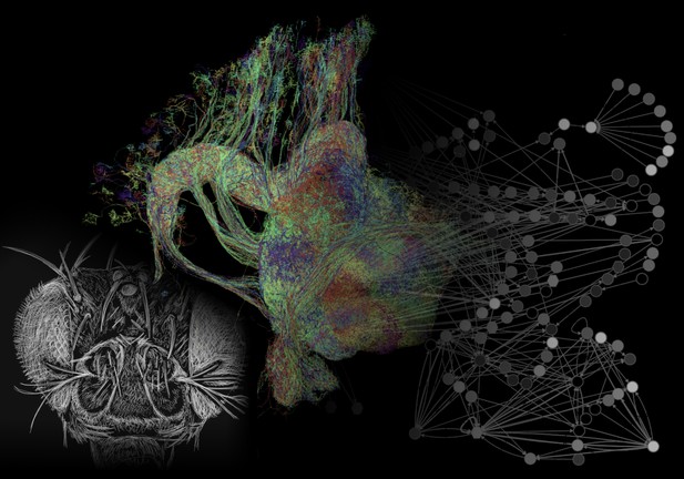 Connectomes: Mapping The Fly’s ‘brain In The Brain’ | ELife