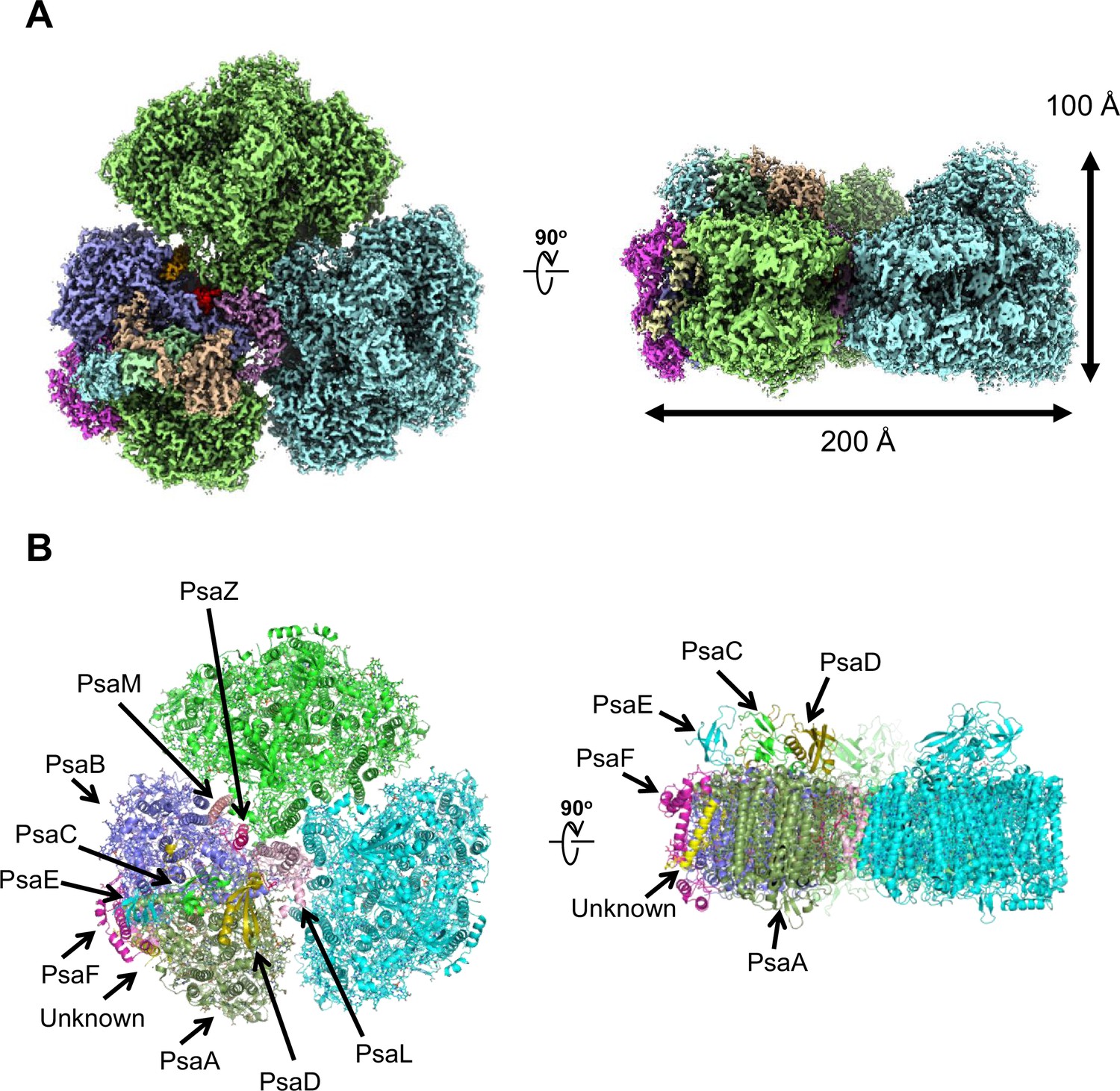 hovedpine Conform grammatik Structural basis for the absence of low-energy chlorophylls in a  photosystem I trimer from Gloeobacter violaceus | eLife