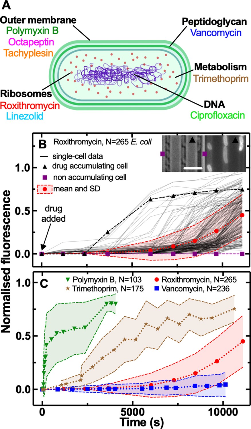 Antibiotics, Free Full-Text