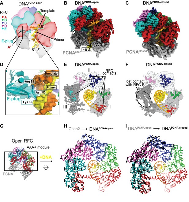 Cryo-EM Structures Reveal High-resolution Mechanism Of A DNA Polymerase ...