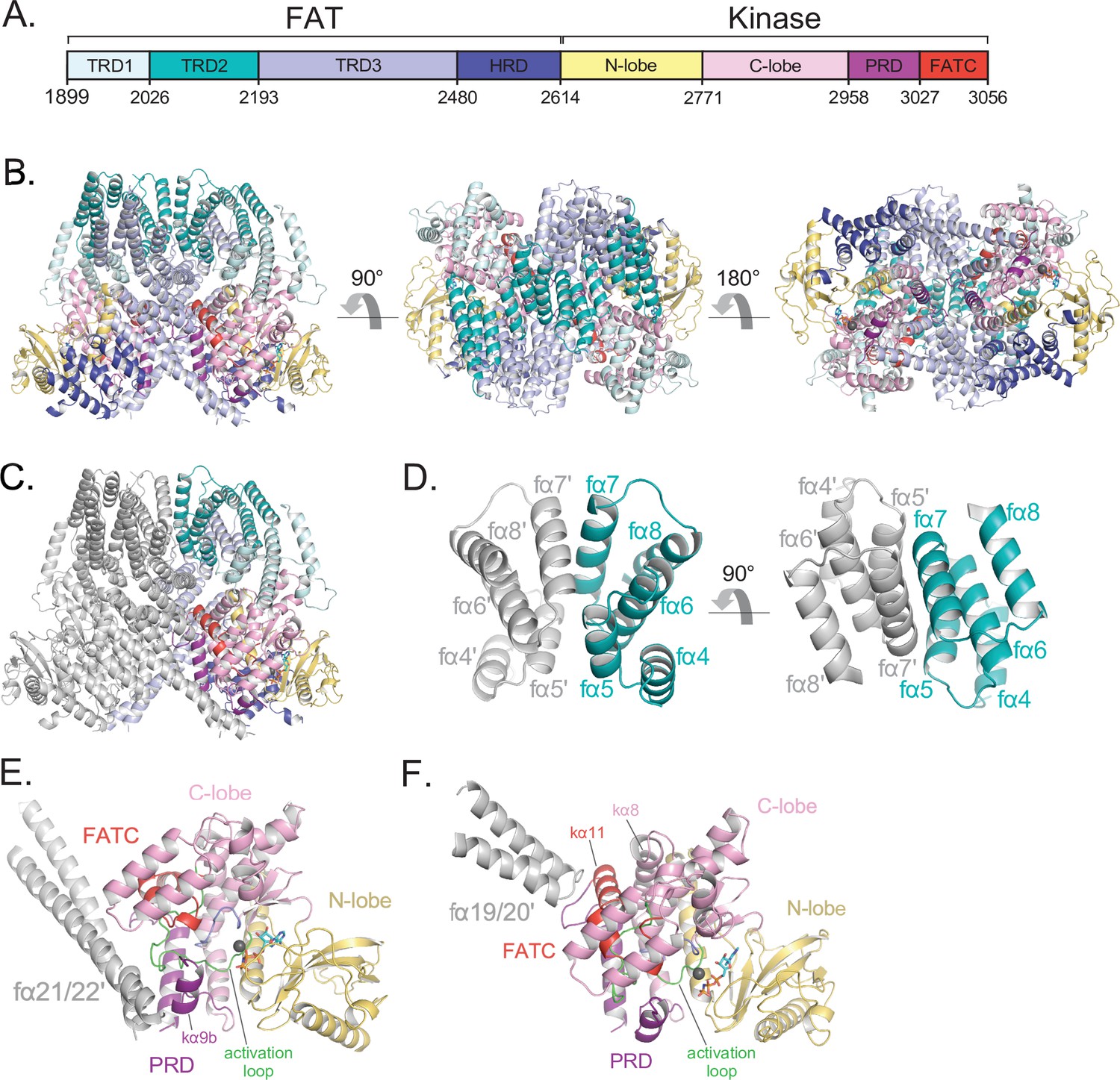 Structure of the human ATM kinase and mechanism of Nbs1 binding | eLife