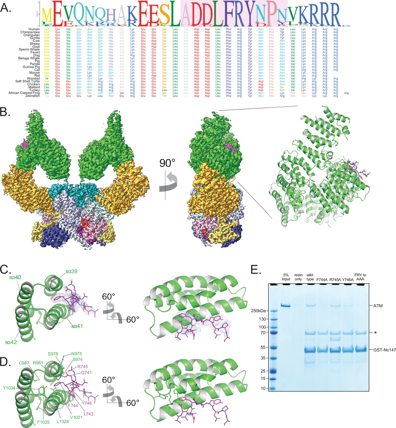 Structure of the human ATM kinase and mechanism of Nbs1 binding | eLife