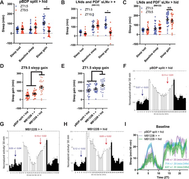 Circadian programming of the ellipsoid body sleep homeostat in ...