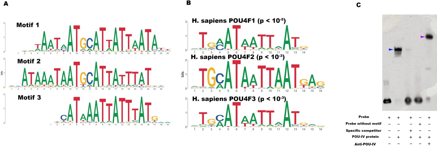 Cnidarian hair cell development illuminates an ancient role for the class  IV POU transcription factor in defining mechanoreceptor identity