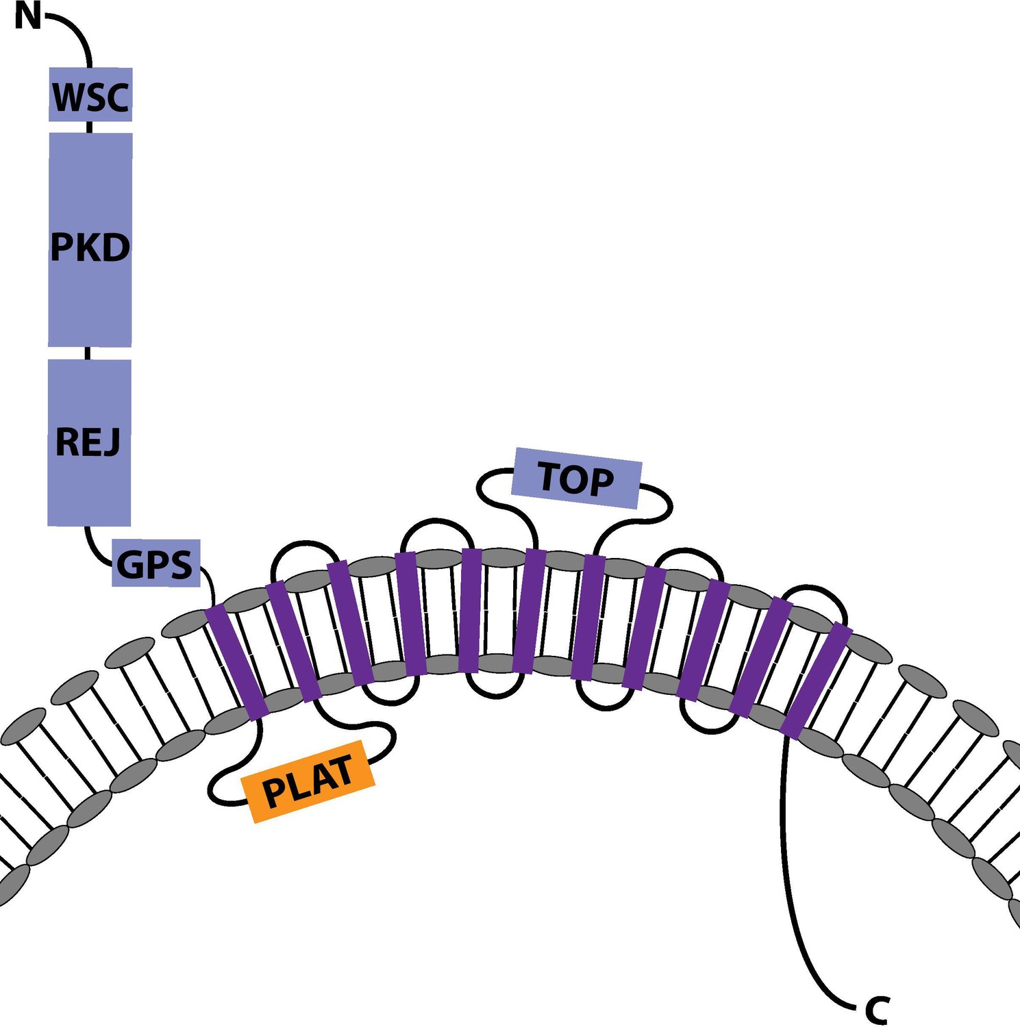 Cnidarian hair cell development illuminates an ancient role for the class  IV POU transcription factor in defining mechanoreceptor identity