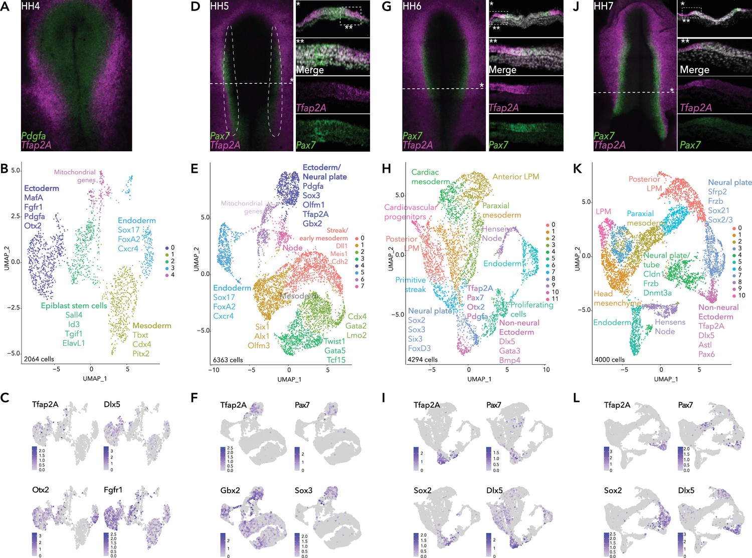 Single-cell atlas of early chick development reveals gradual Single-cell atlas of early chick development reveals gradual