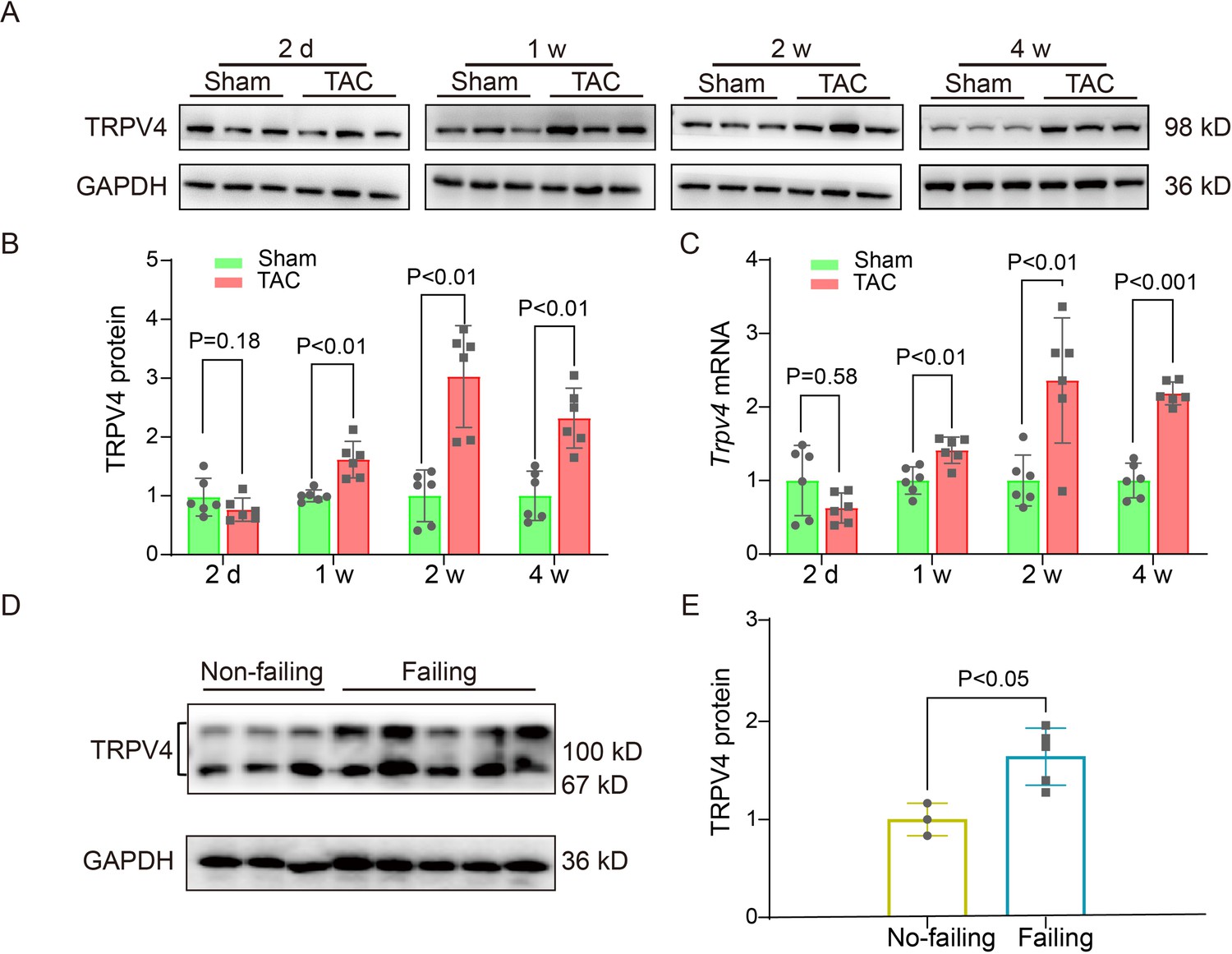 Inhibition of NLRP3 inflammasome alleviates cognitive