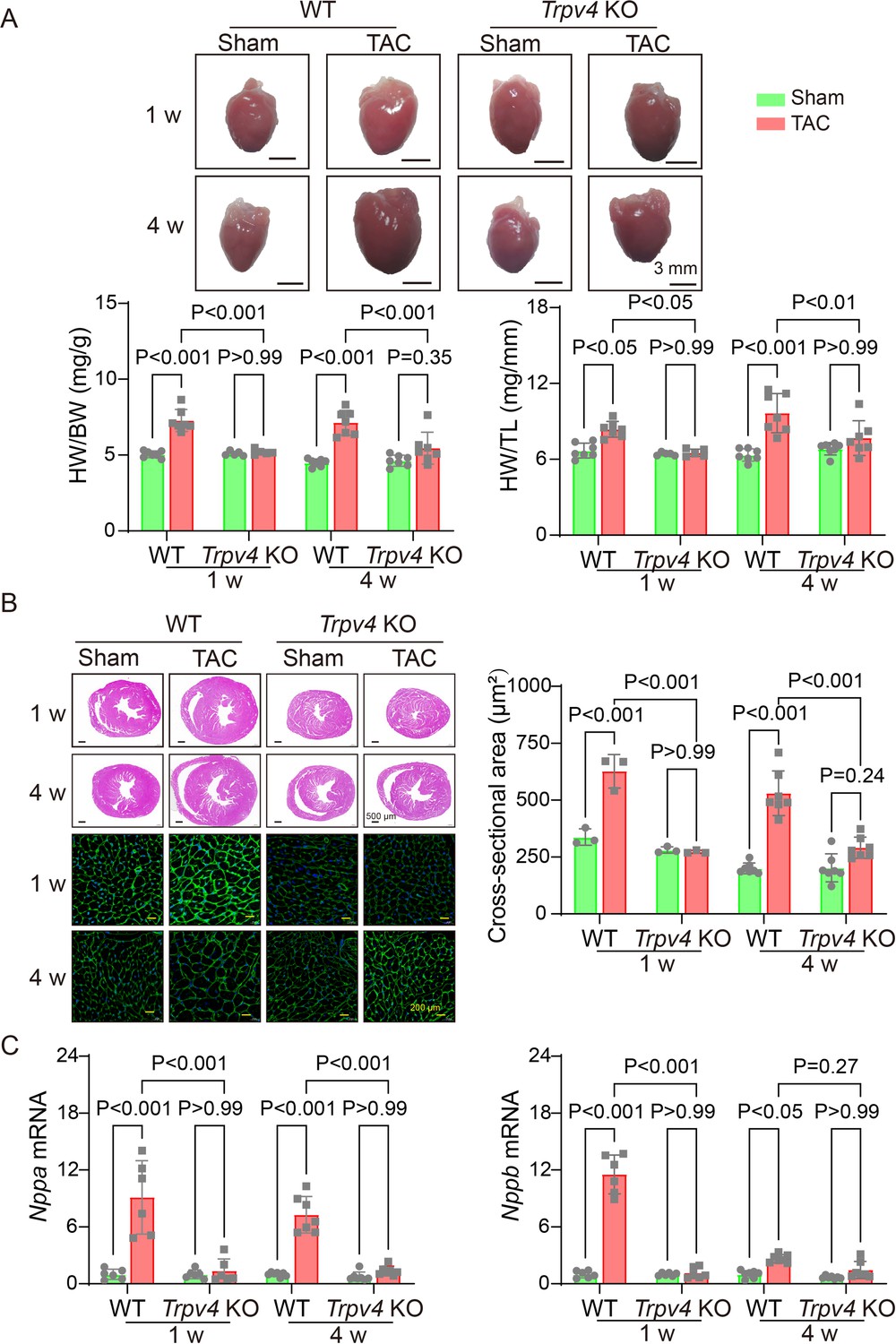 Activation of transient receptor potential vanilloid 4 is involved 