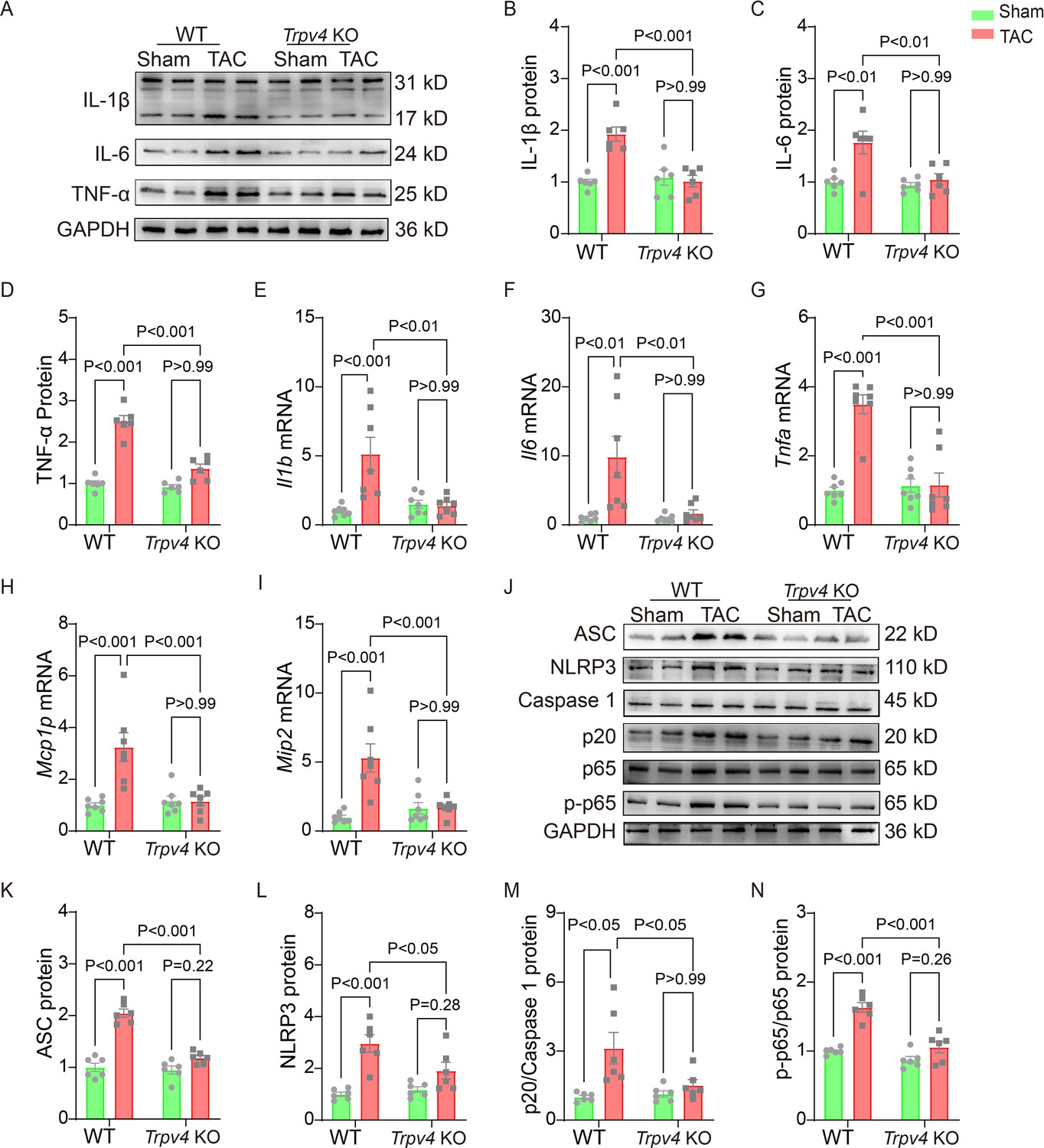 Activation of transient receptor potential vanilloid 4 is