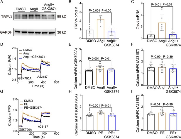 Activation of transient receptor potential vanilloid 4 is involved in ...