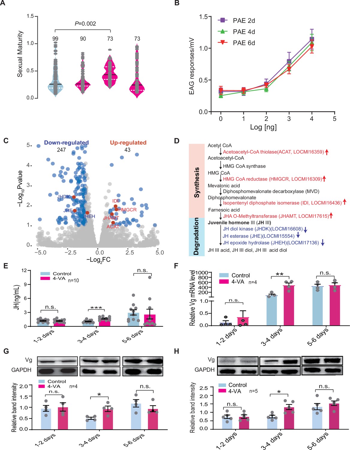 Aggregation Pheromone 4 Vinylanisole Promotes The Synchrony Of Sexual Maturation In Female