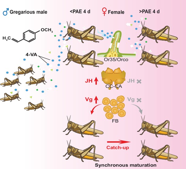 Aggregation Pheromone 4 Vinylanisole Promotes The Synchrony Of Sexual Maturation In Female