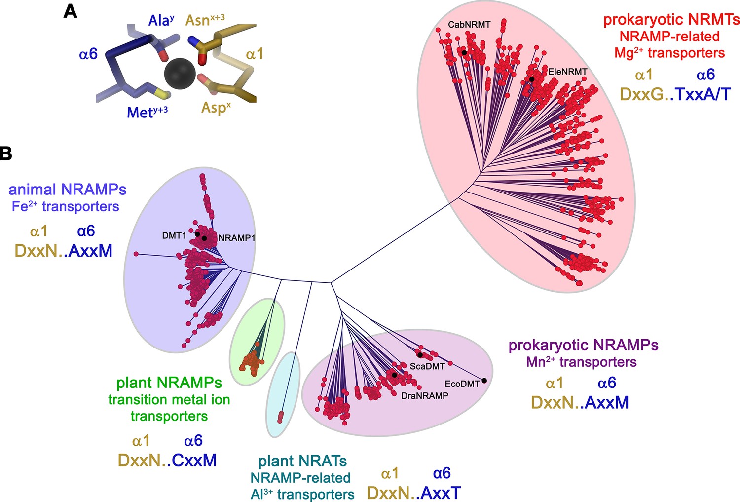 Figures And Data In Structural And Functional Properties Of A Magnesium