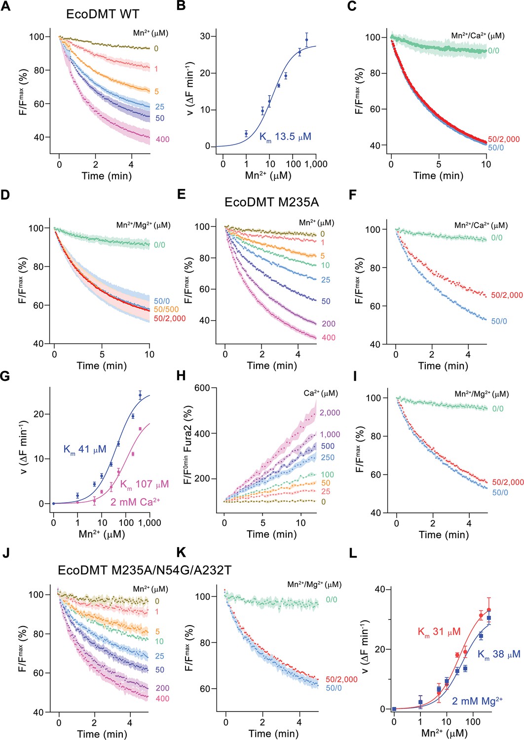 Structural and functional properties of a magnesium transporter of the ...