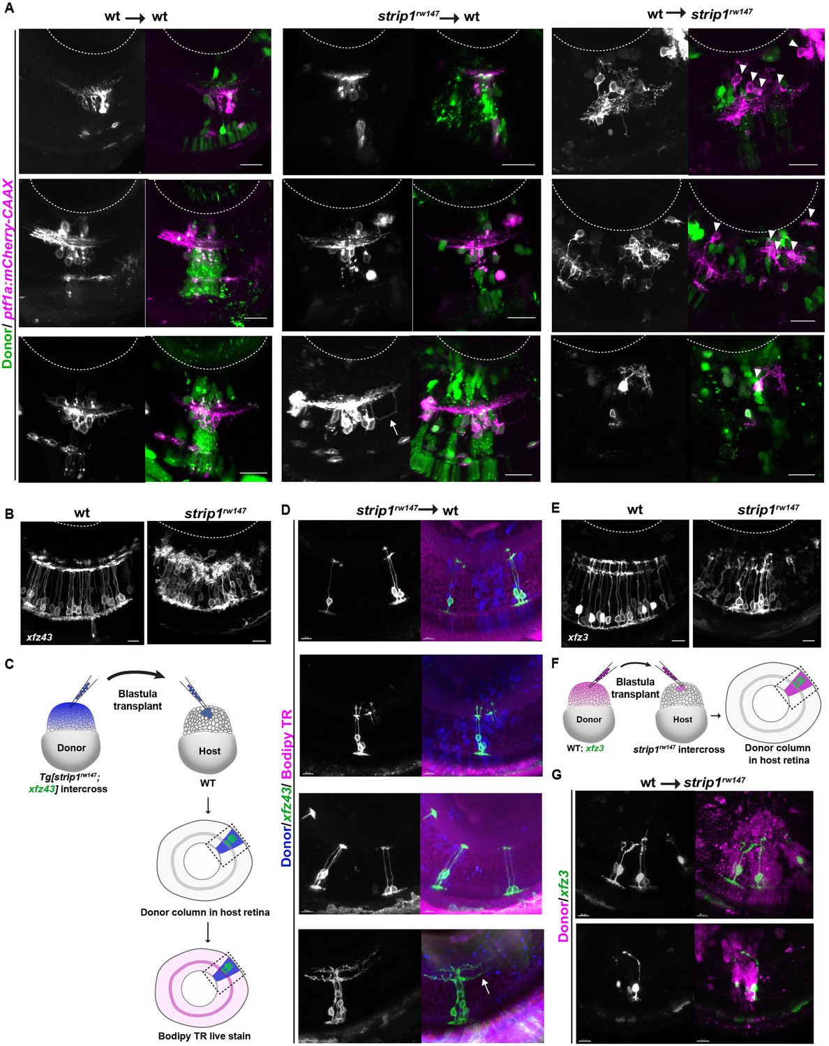 Figures And Data In Strip1 Regulates Retinal Ganglion Cell Survival By ...