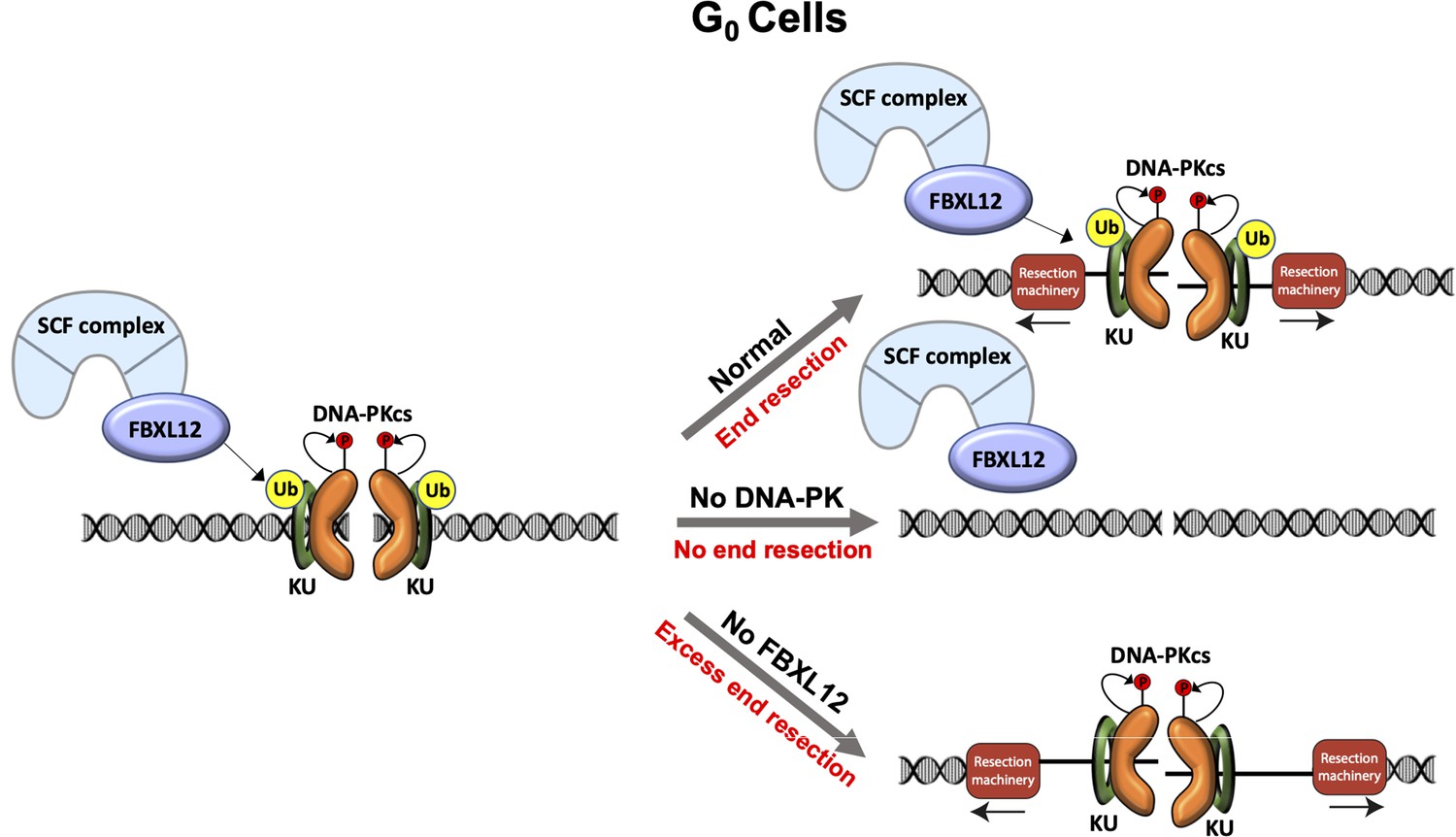 Dna Pk Promotes Dna End Resection At Dna Double Strand Breaks In G0 Cells Elife