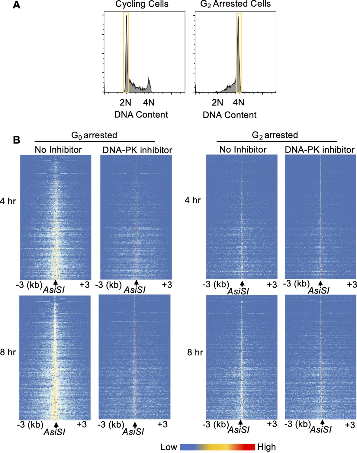 Figures And Data In DNA PK Promotes DNA End Resection At DNA Double