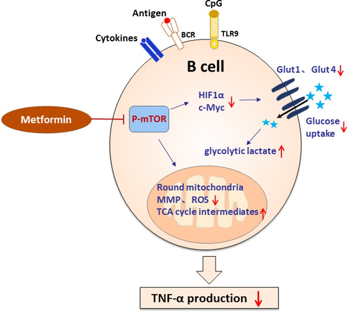 Cytokines definition blood glucose