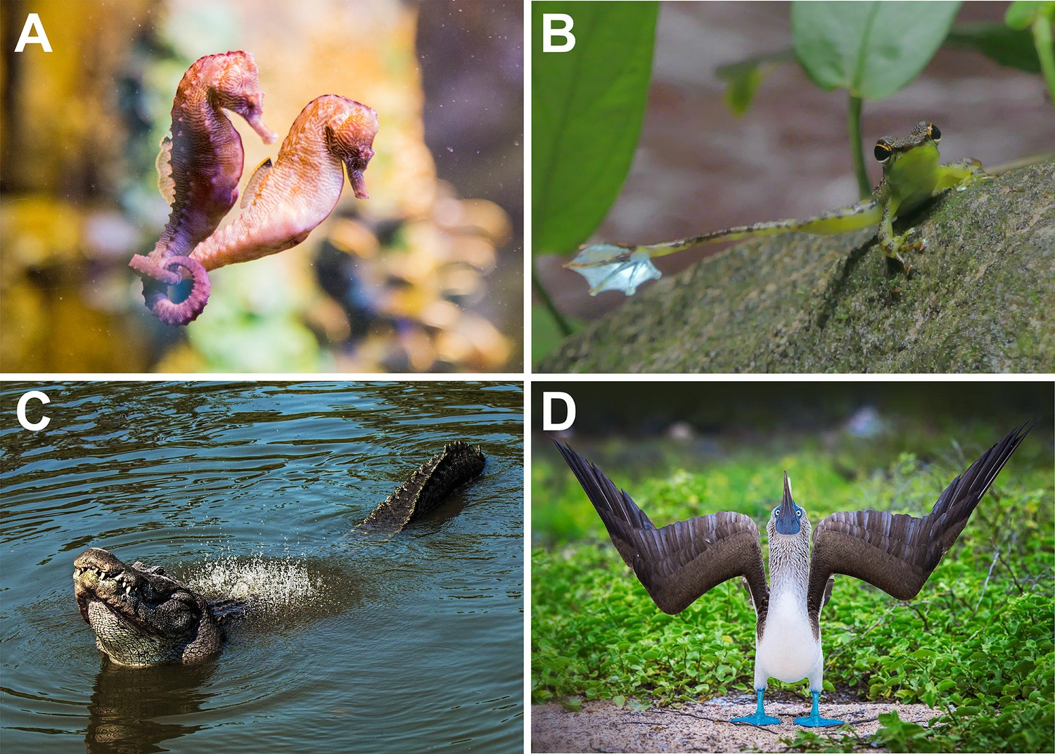 Proposing a neural framework for the evolution of elaborate courtship  displays