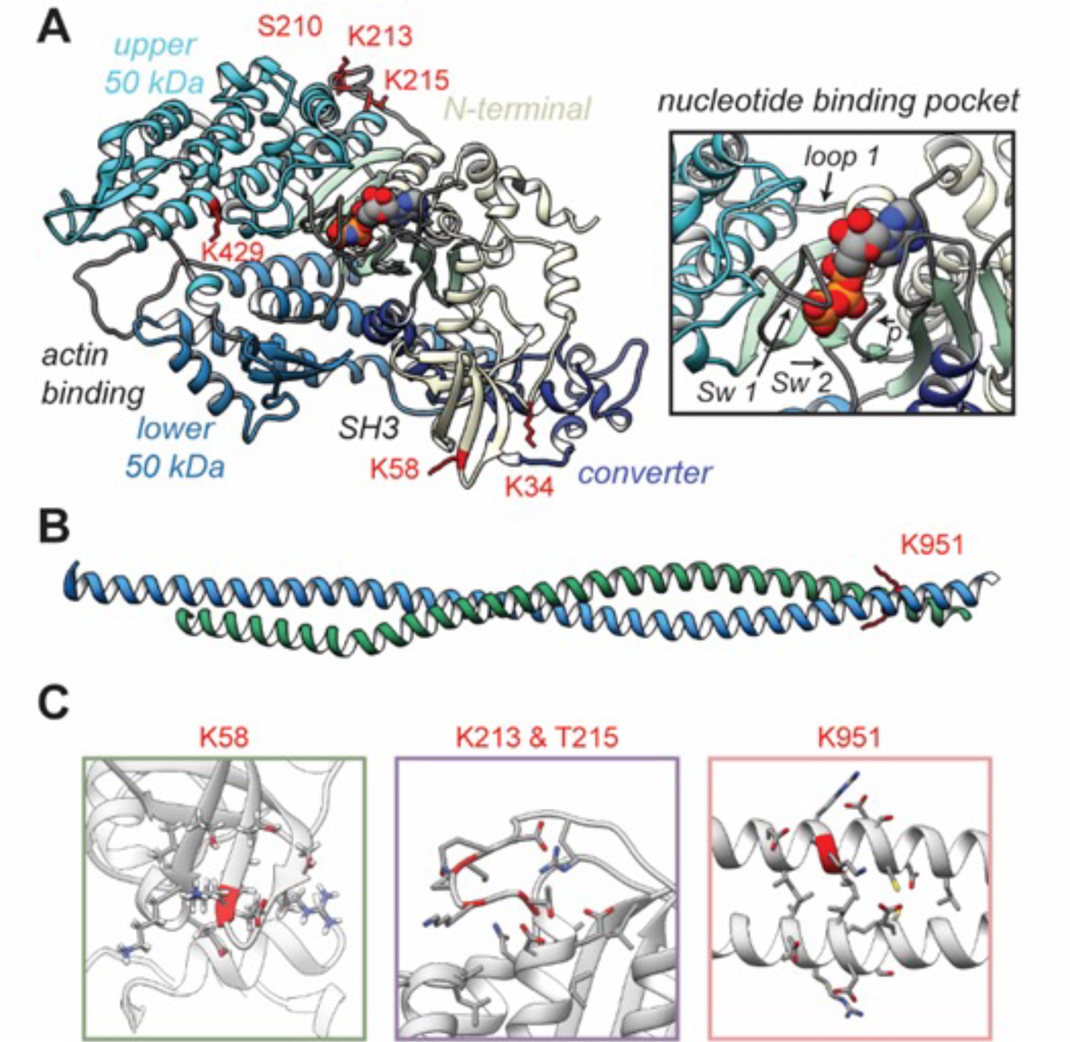 figures-and-data-in-post-translational-modification-patterns-on